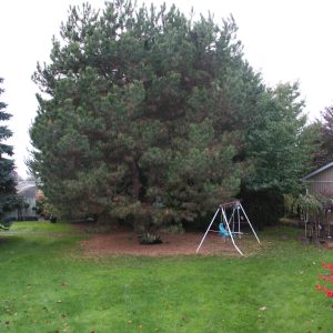 Pinus Nigra