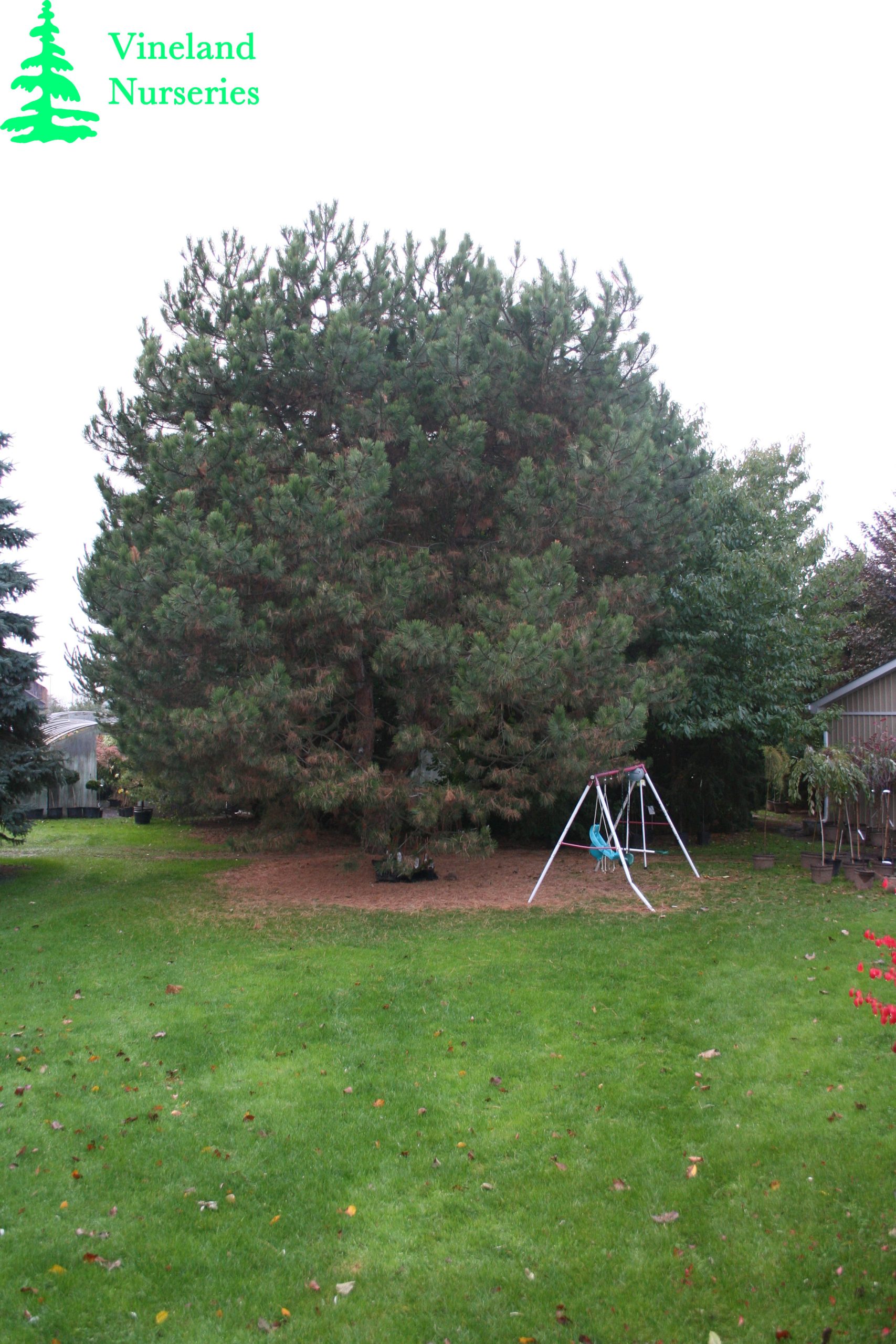 Pinus Nigra