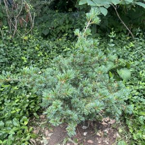 Pinus Parviflora Adcock's Dwarf