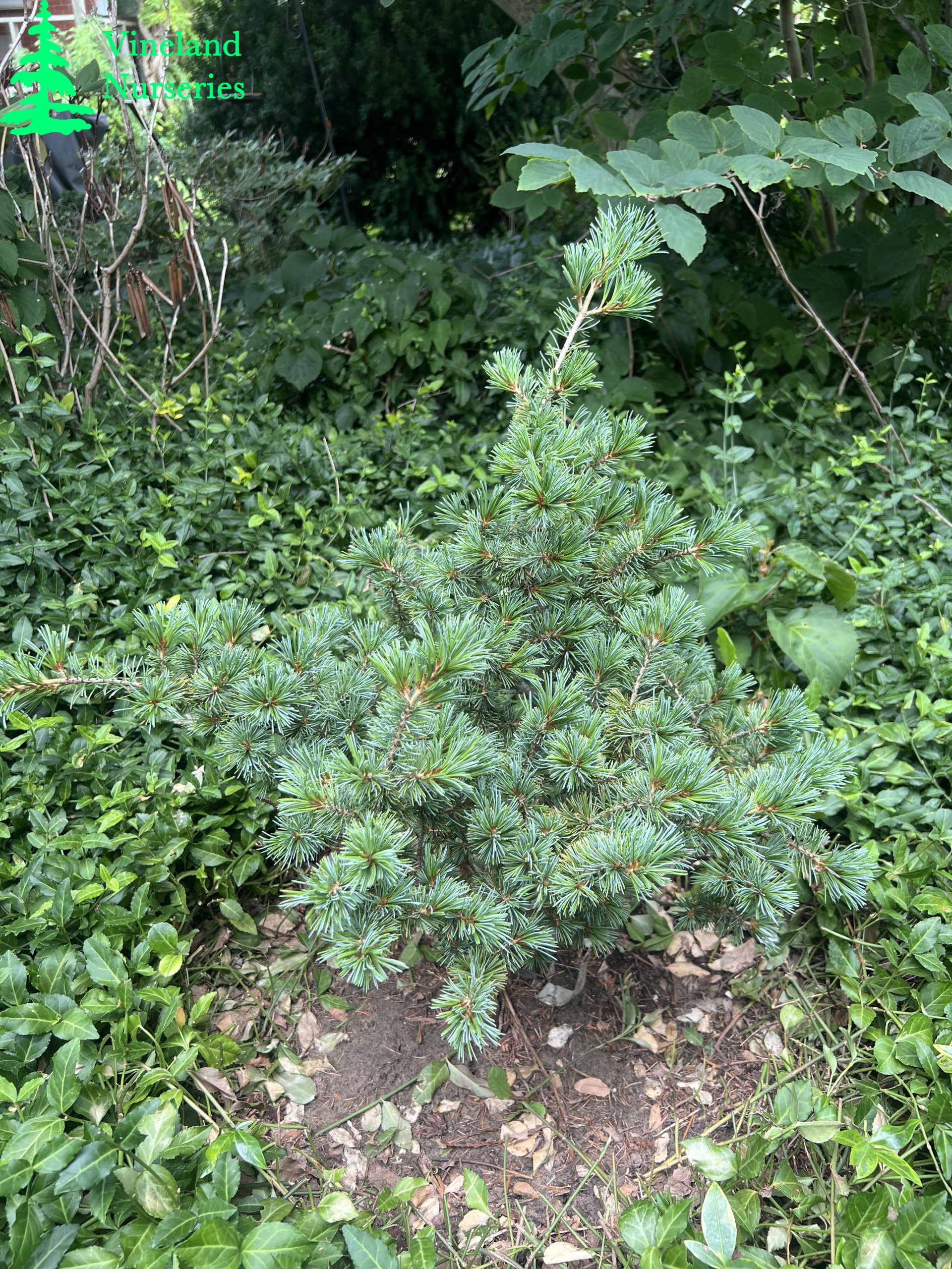 Pinus Parviflora Adcock's Dwarf