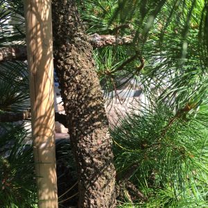Pinus Parviflora Arakawa