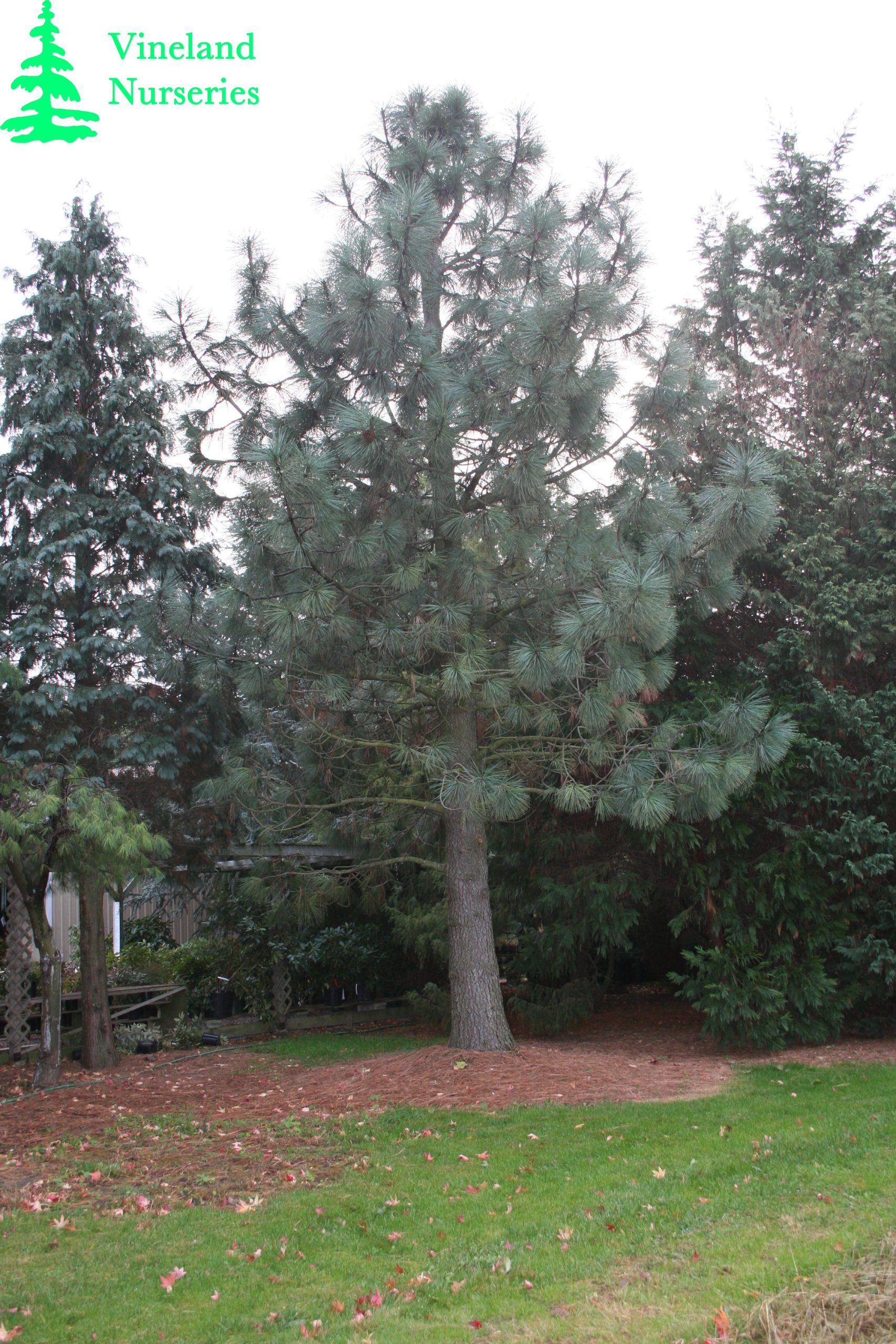 Pinus Ponderosa