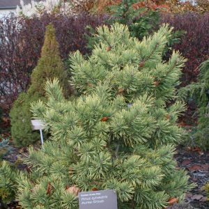 Pinus Sylvestris Aurea