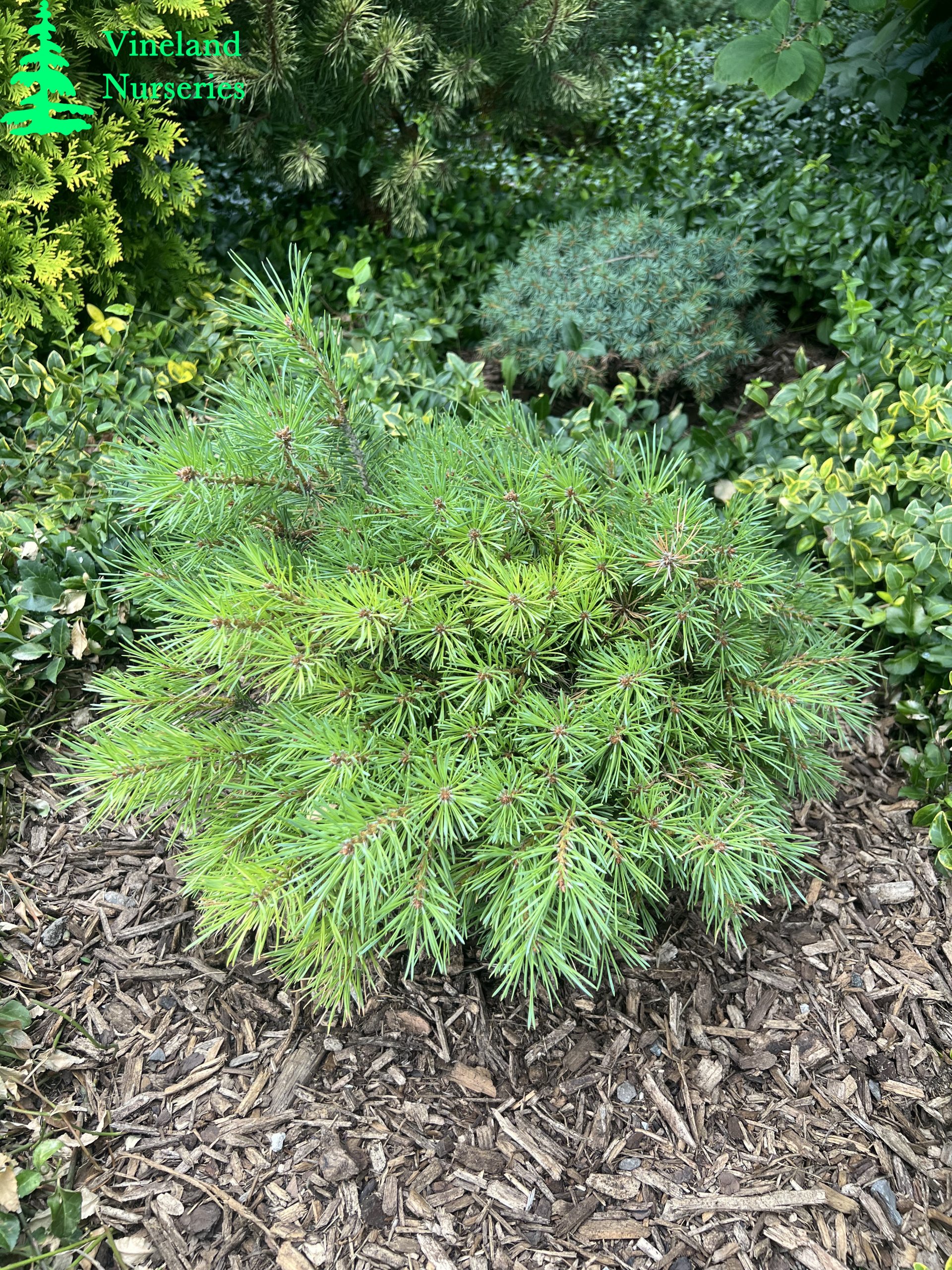 Pinus Sylvestris Jeremy