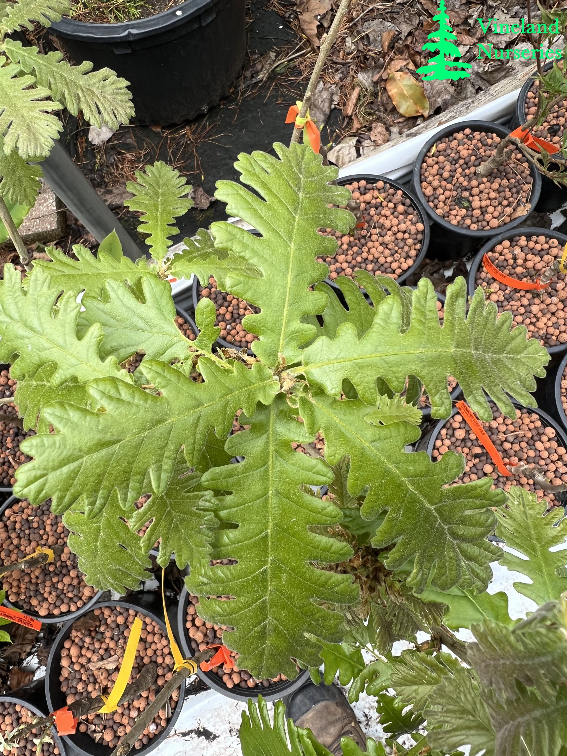 Quercus Frainetto Trump 2