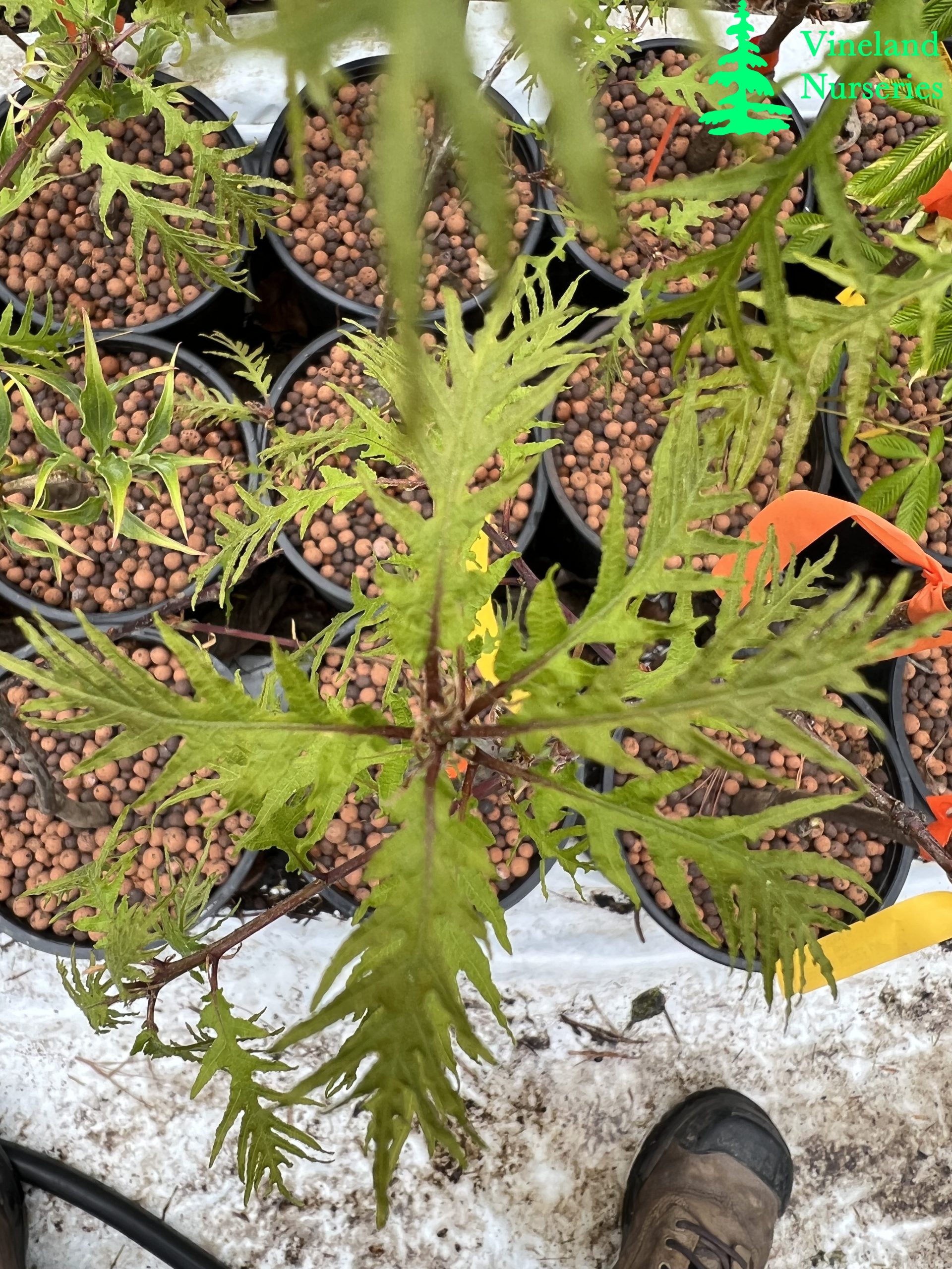 Quercus Robur Filicifolia 1