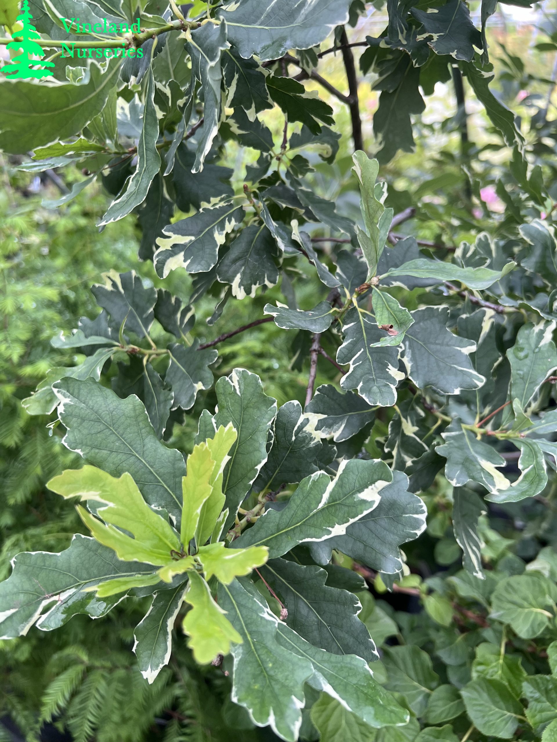 Quercus Robur Variegata