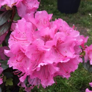 Rhododendron Bubblegum