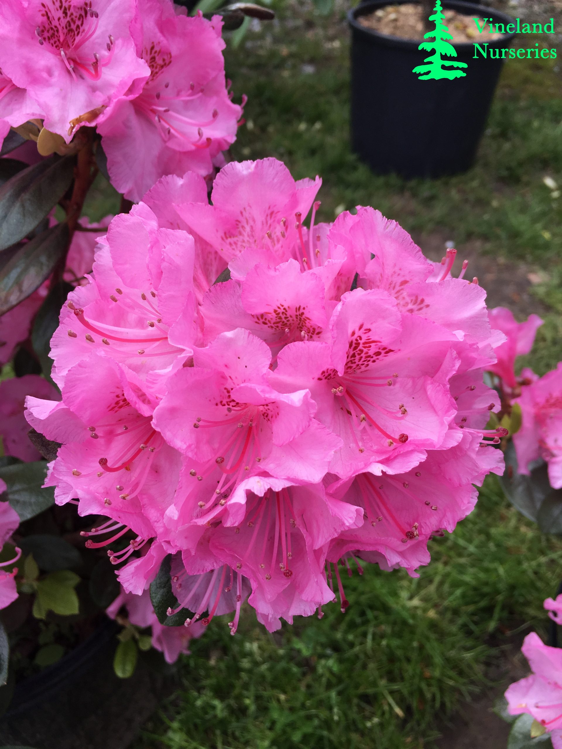 Rhododendron Bubblegum