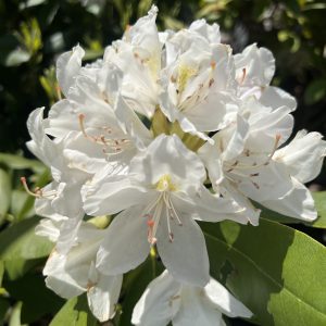 Rhododendron Catawbiense Album
