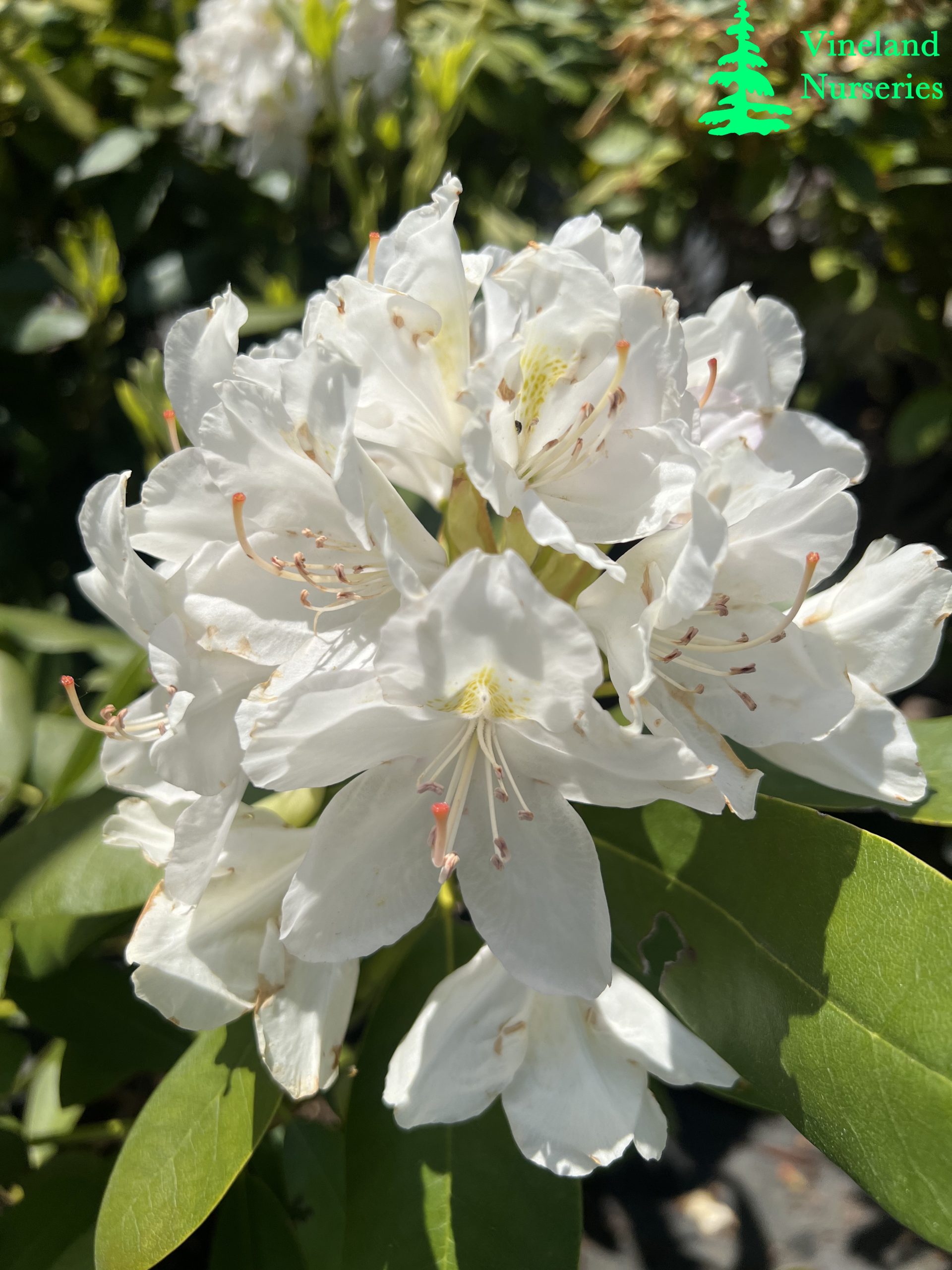 Rhododendron Catawbiense Album