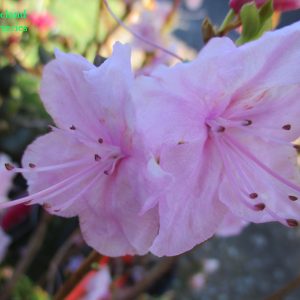 Rhododendron Cornell Pink