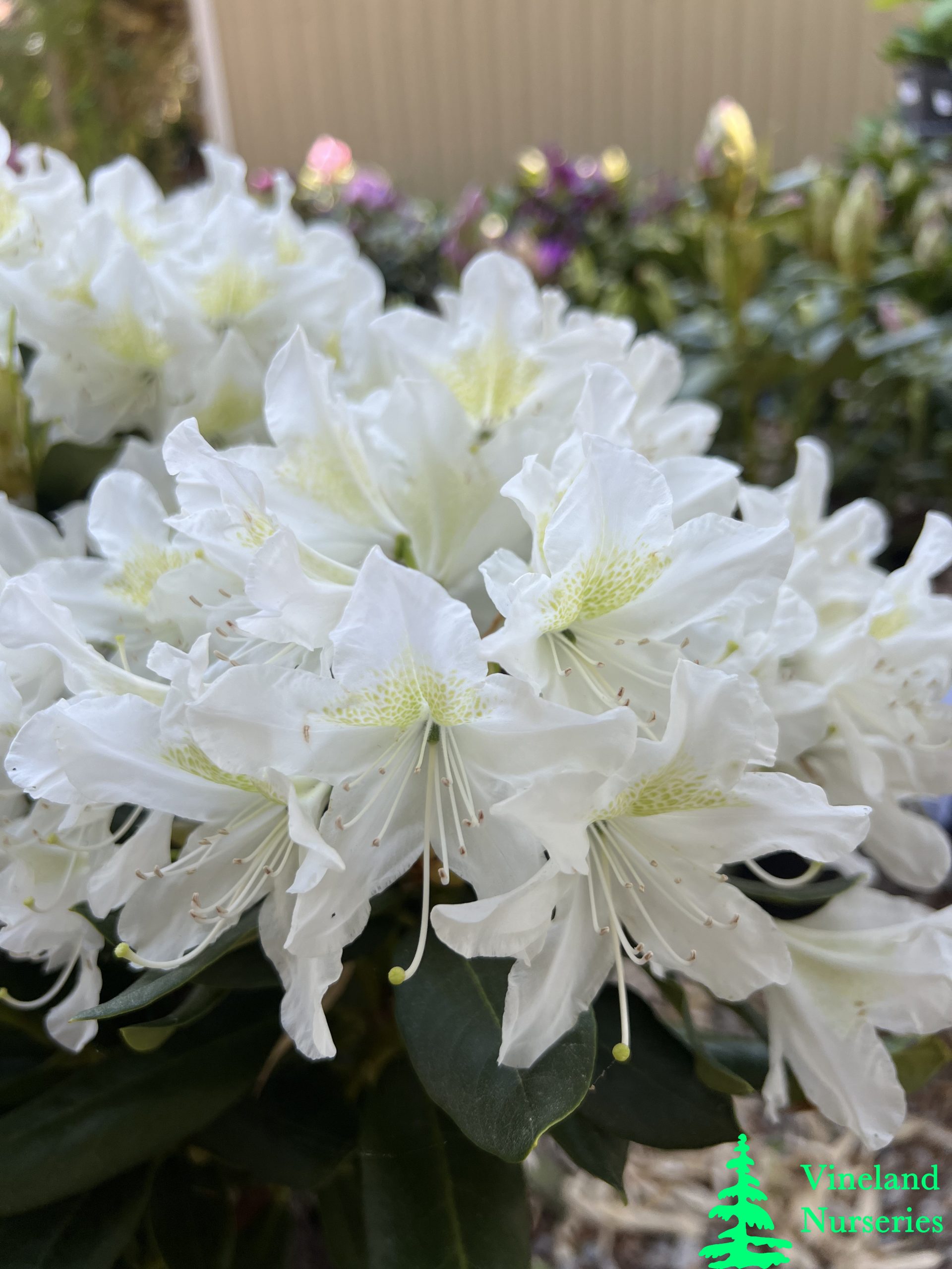 Rhododendron Cunningham's White 1