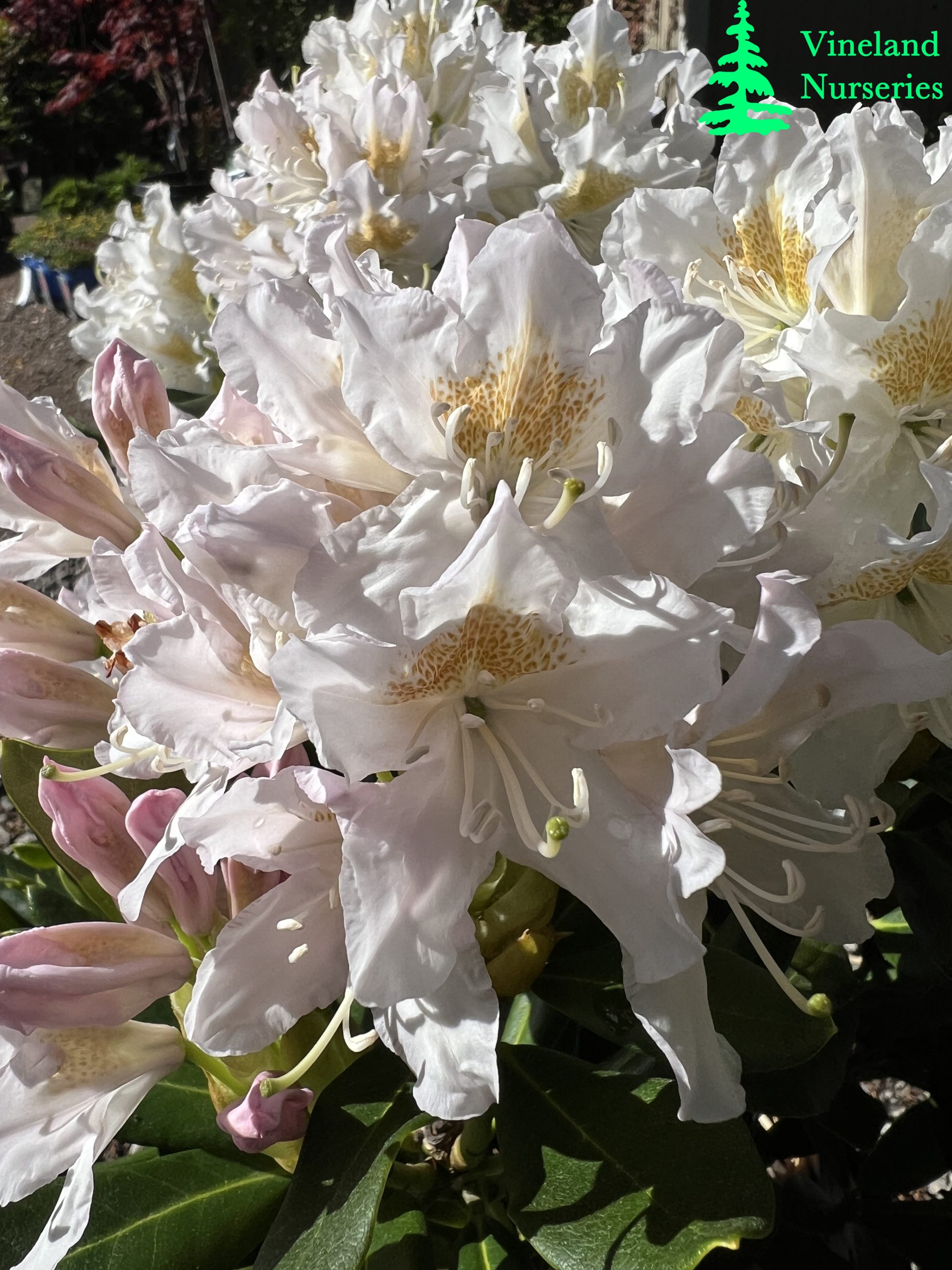 Rhododendron Cunningham's White 2
