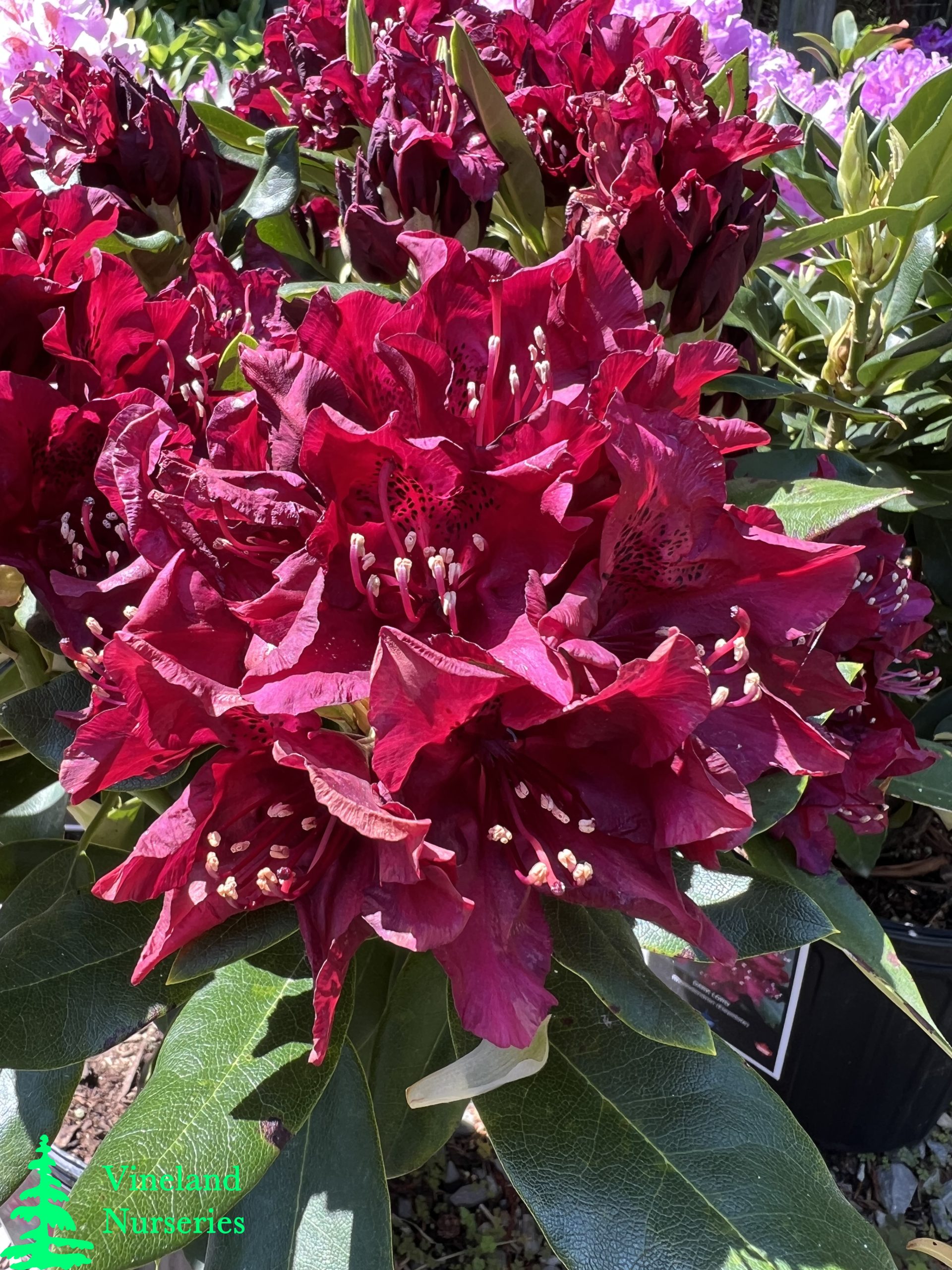 Rhododendron Dark Lord