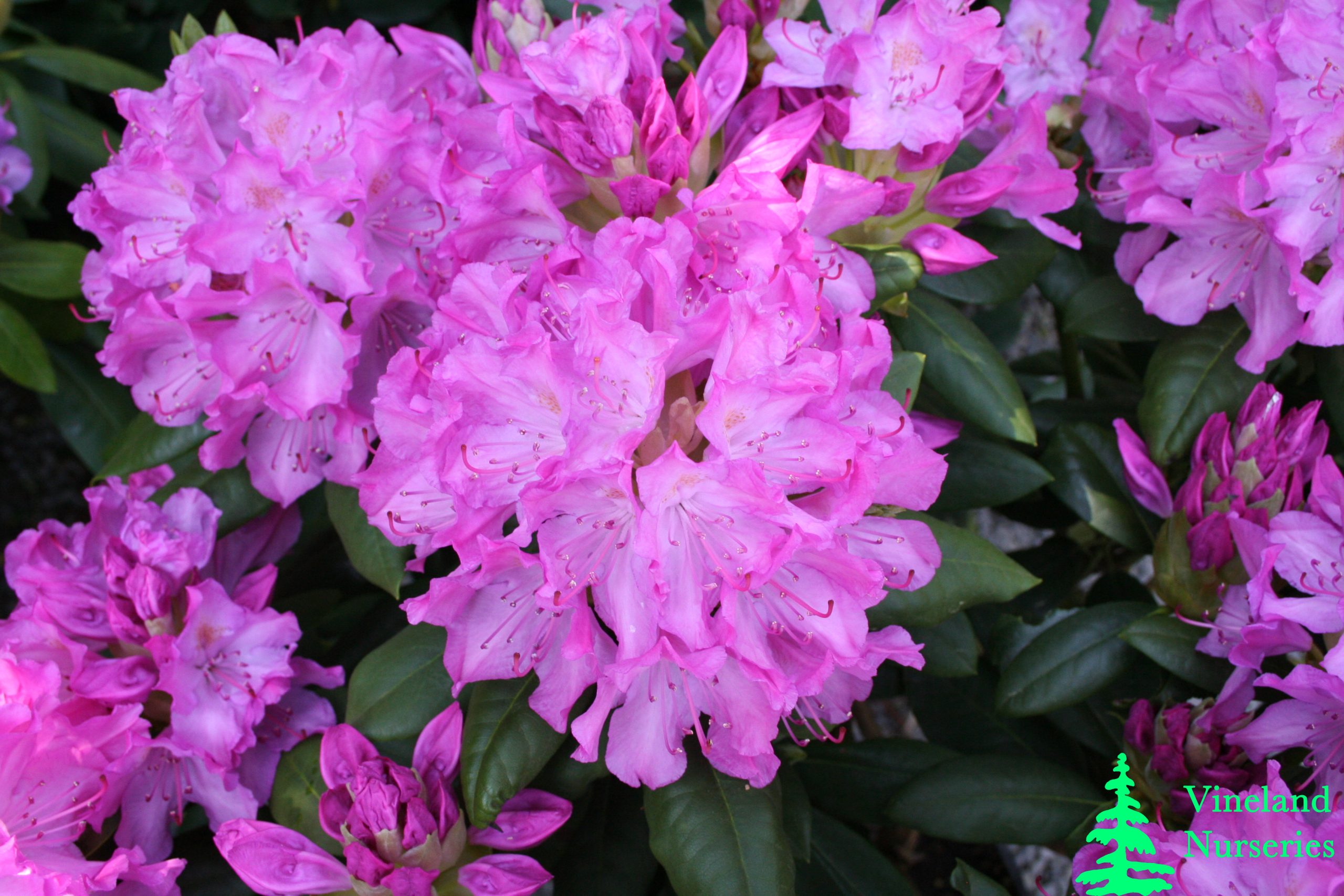 Rhododendron English Roseum 1