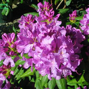 Rhododendron English Roseum 2