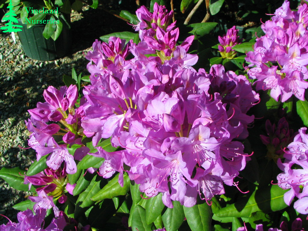 Rhododendron English Roseum 2