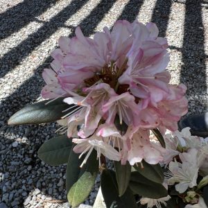 Rhododendron Ginny Gee 1