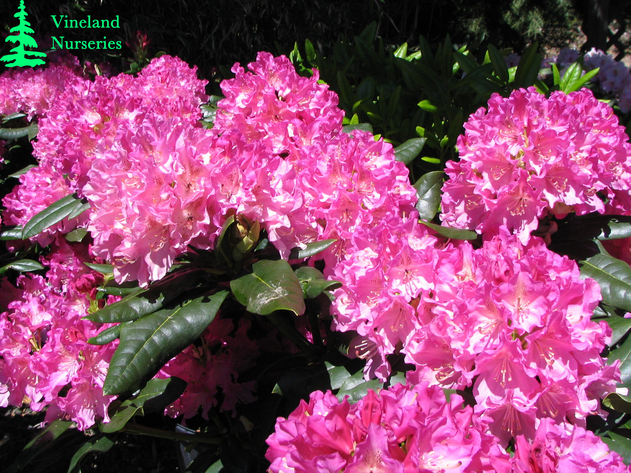 Rhododendron Holden