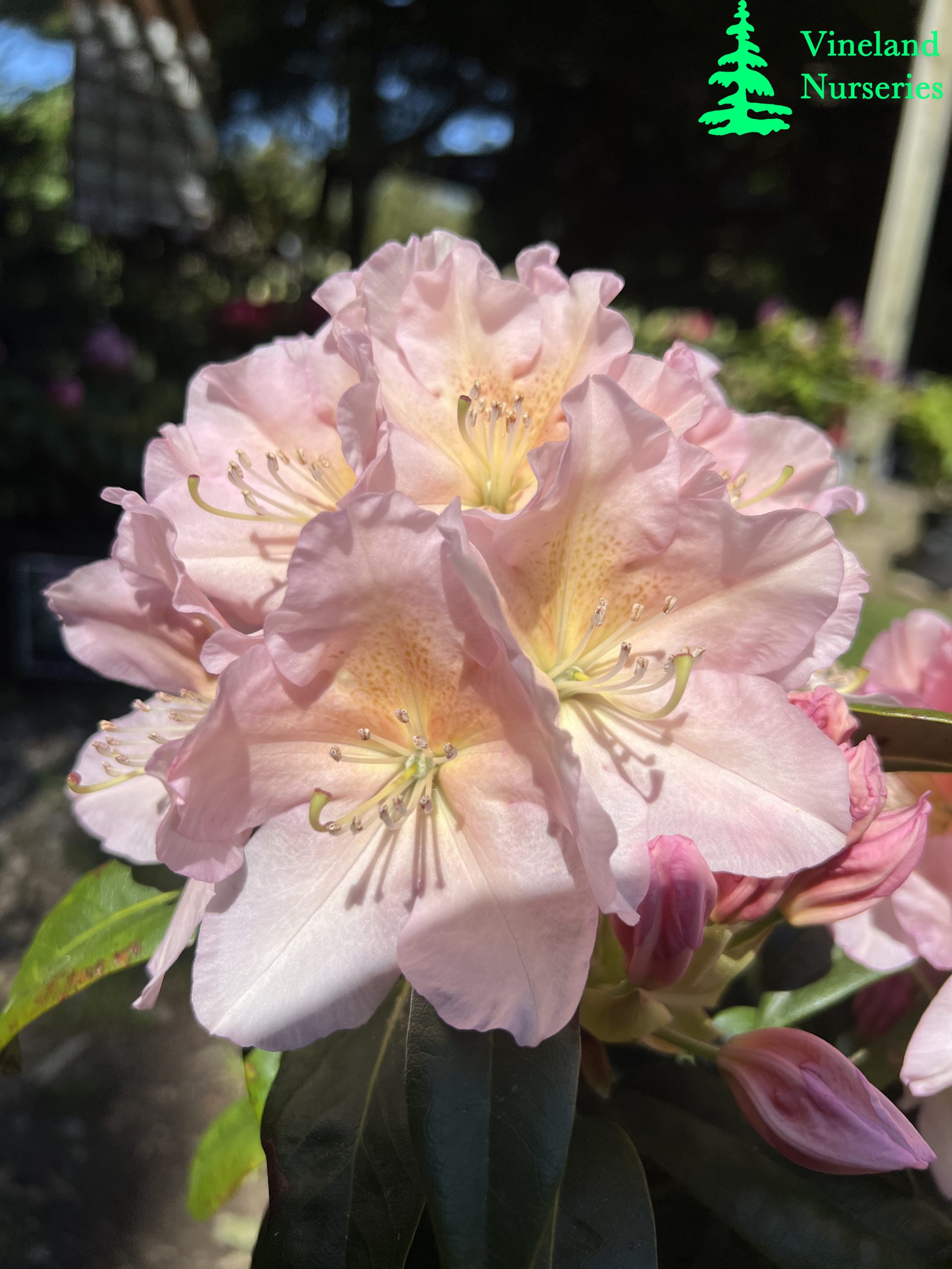 Rhododendron Holden's Peach 1