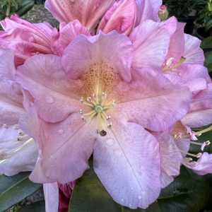 Rhododendron Holden's Peach 2