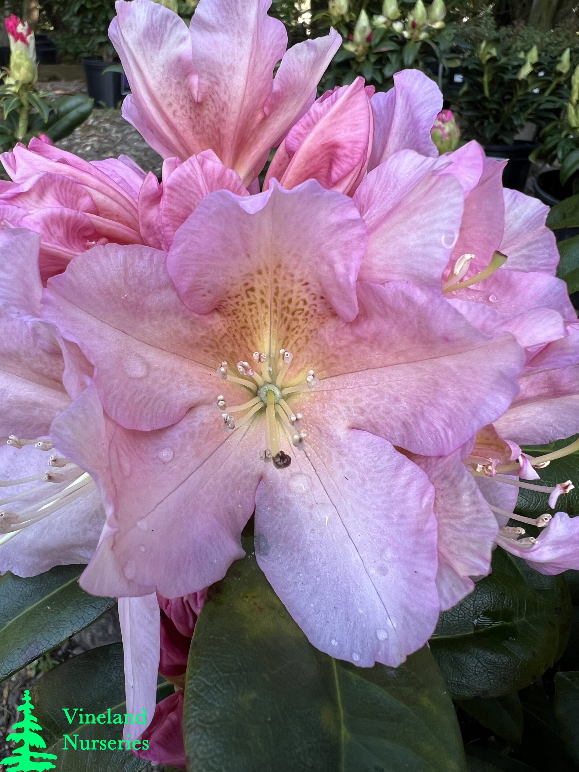 Rhododendron Holden's Peach 2
