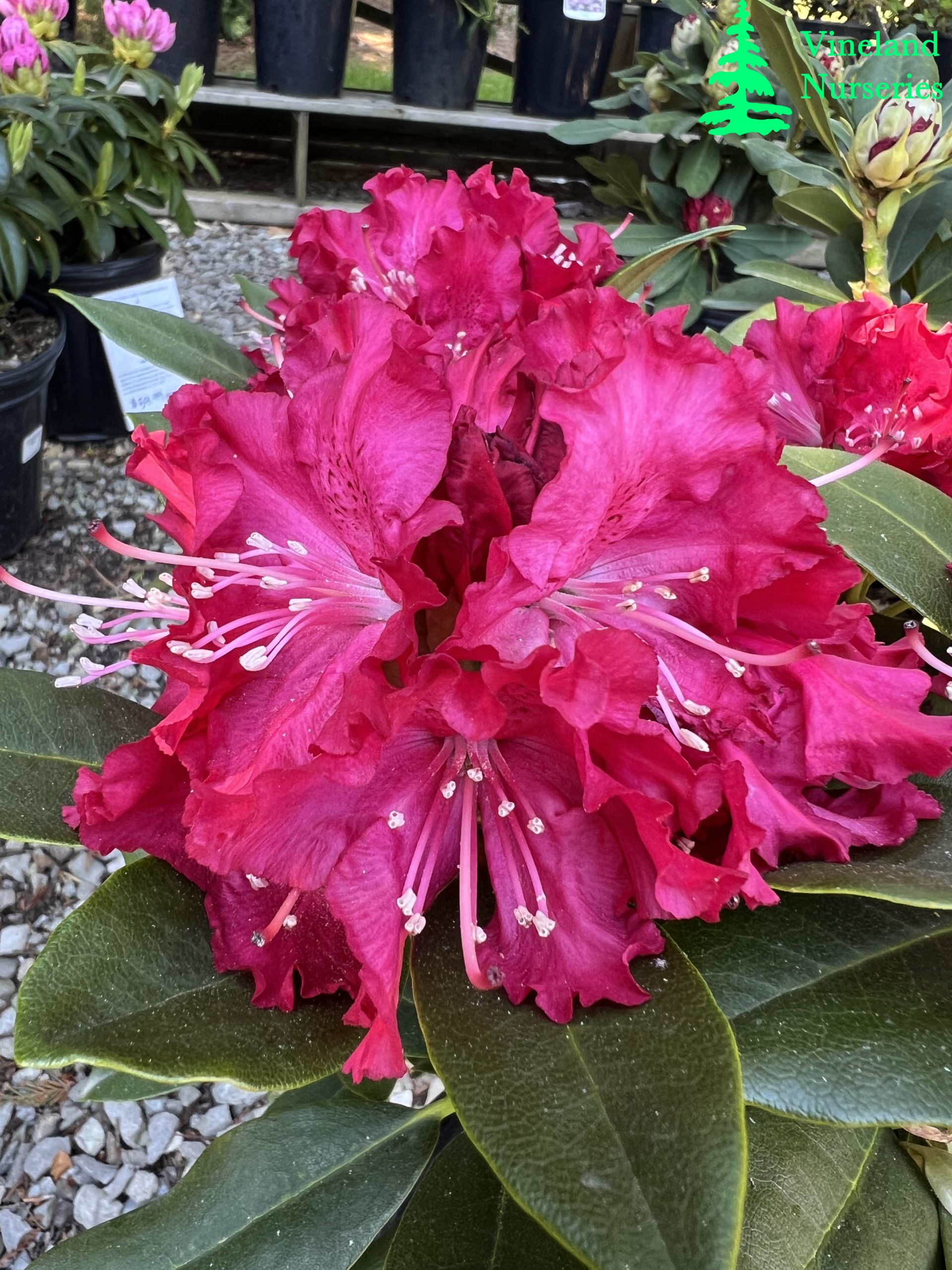 Rhododendron Holden's Red
