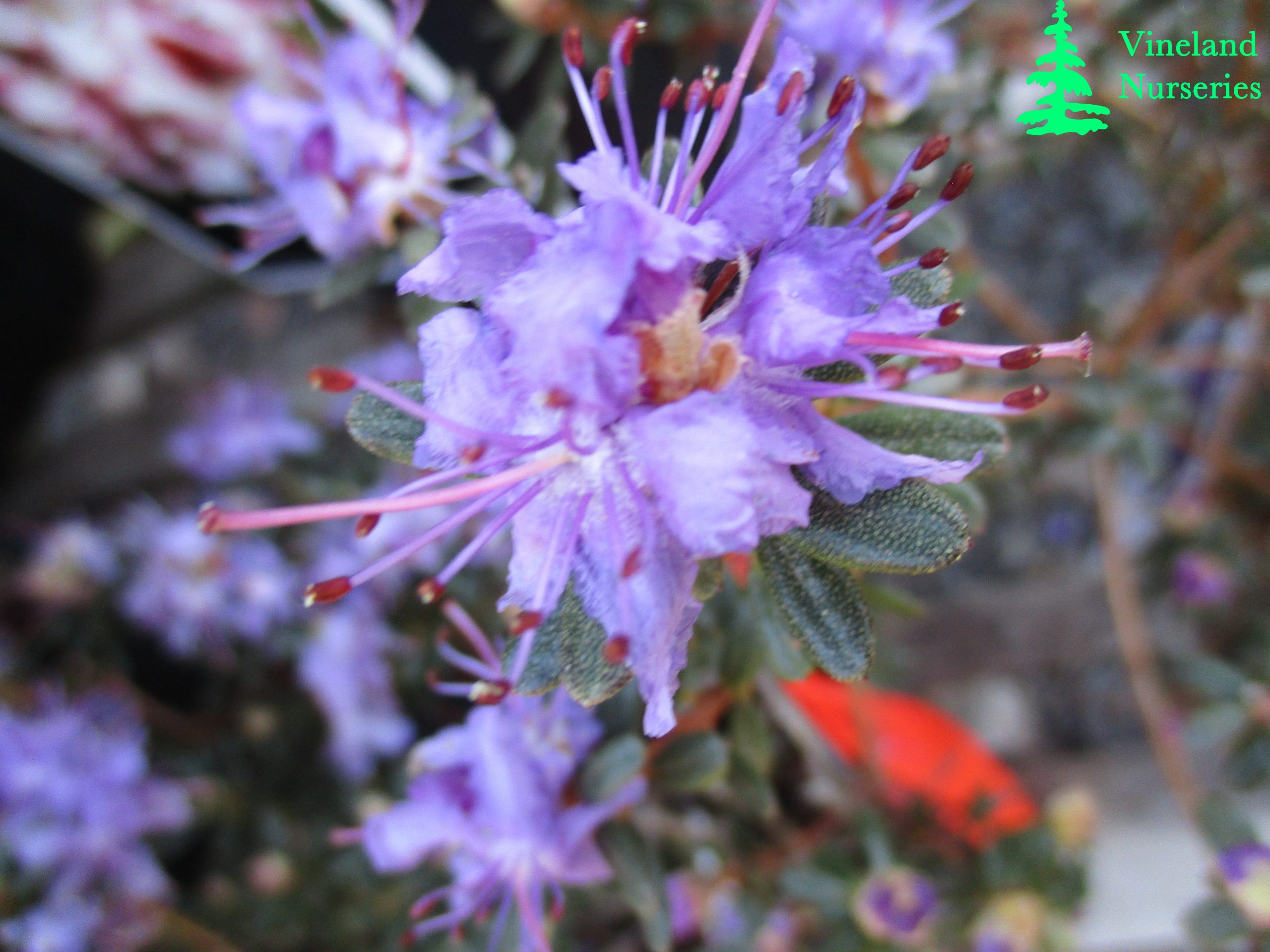 Rhododendron Impeditum