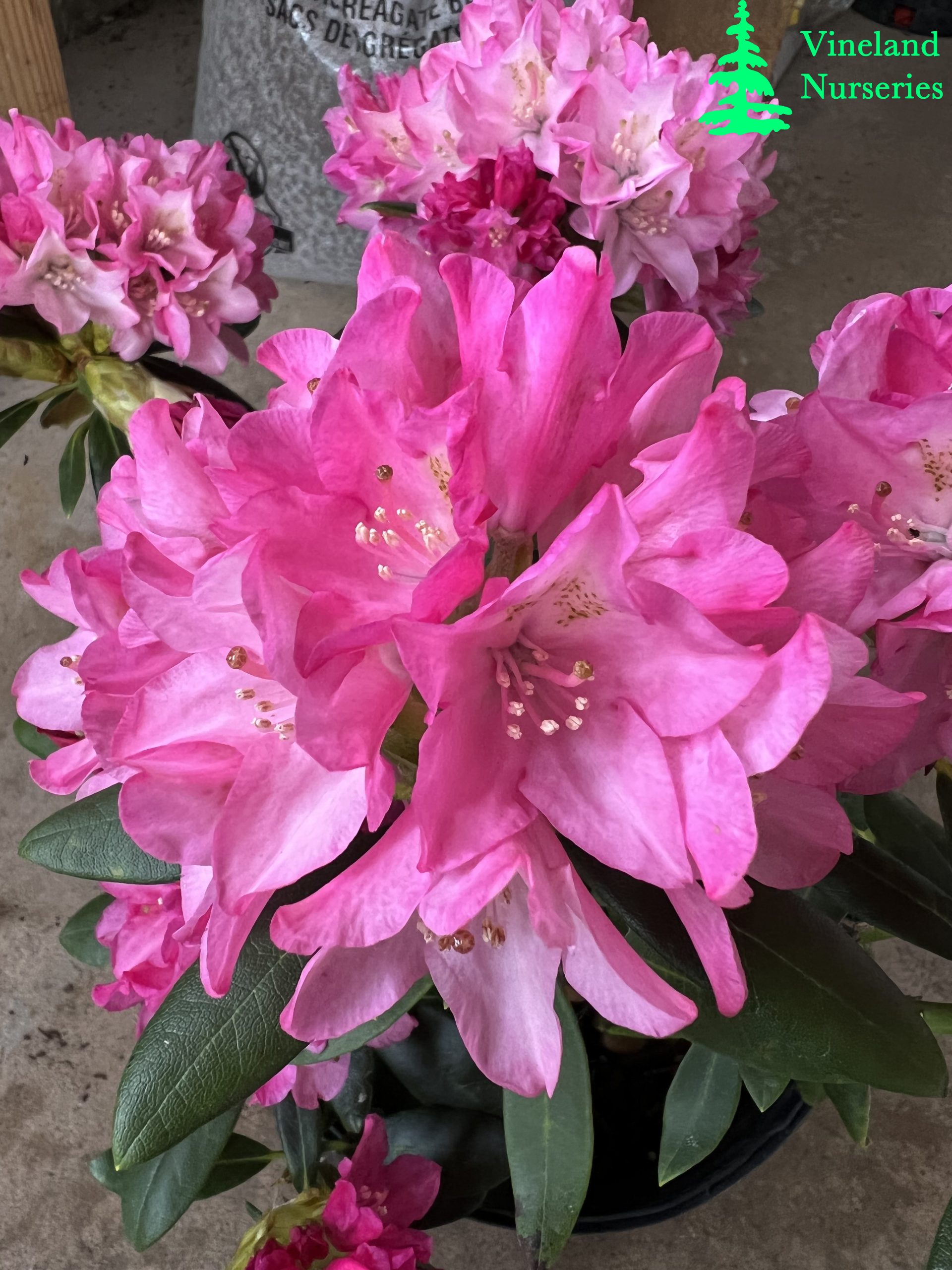 Rhododendron Kalinka