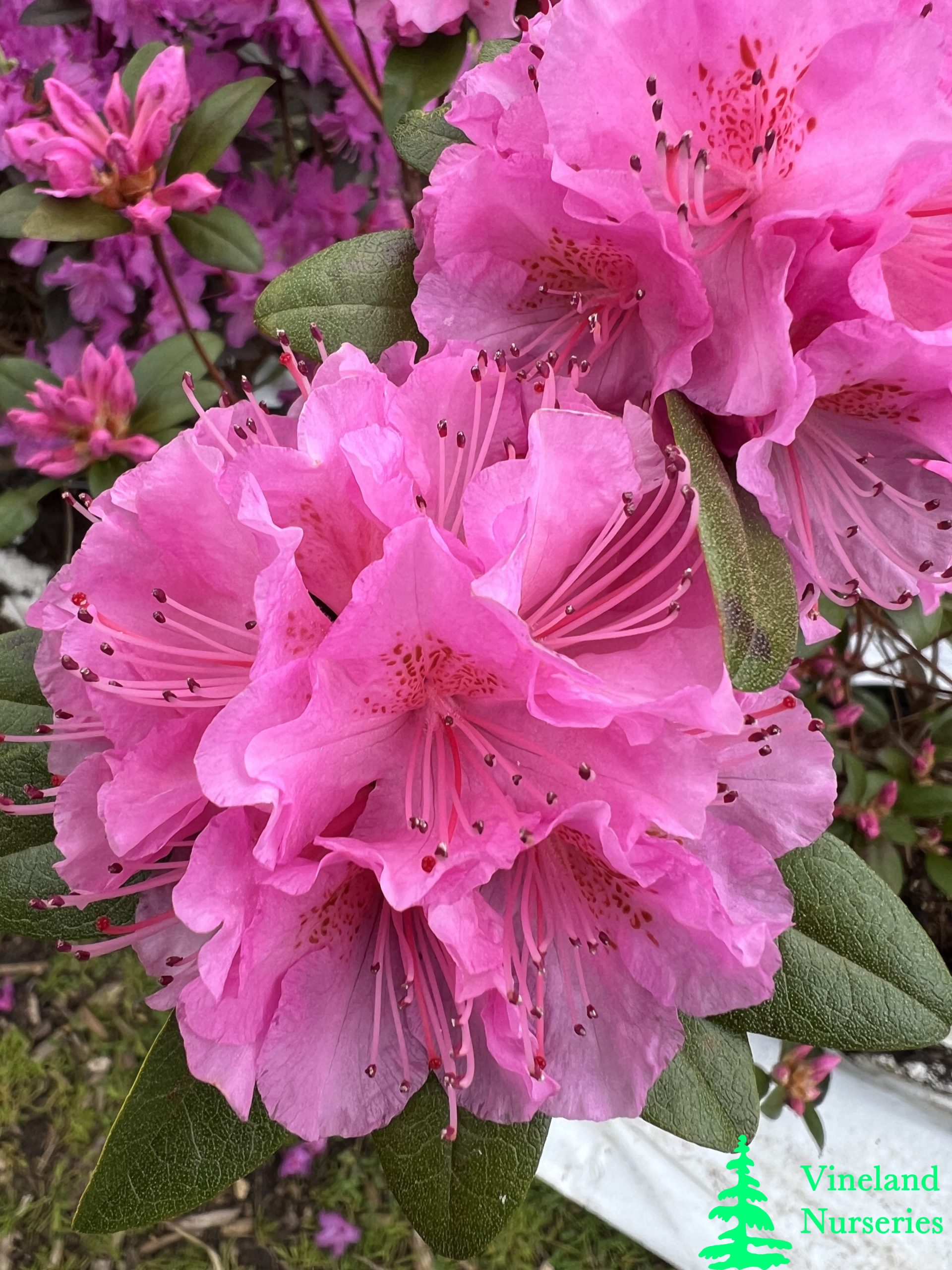 Rhododendron Olga Mezitt