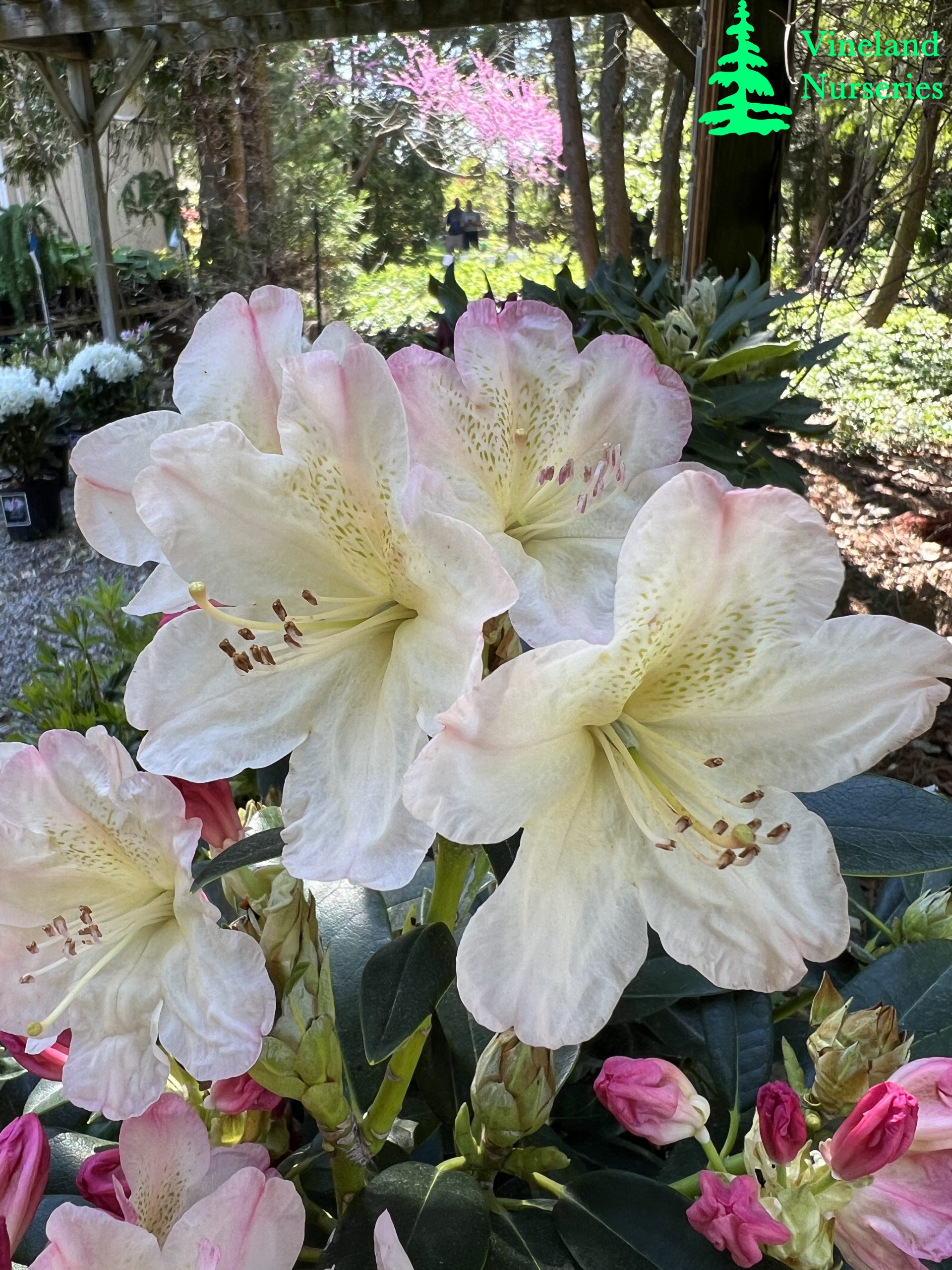 Rhododendron Percy Wiseman 1
