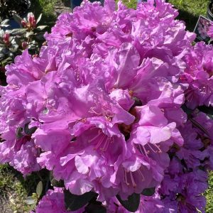 Rhododendron Pjm Elite