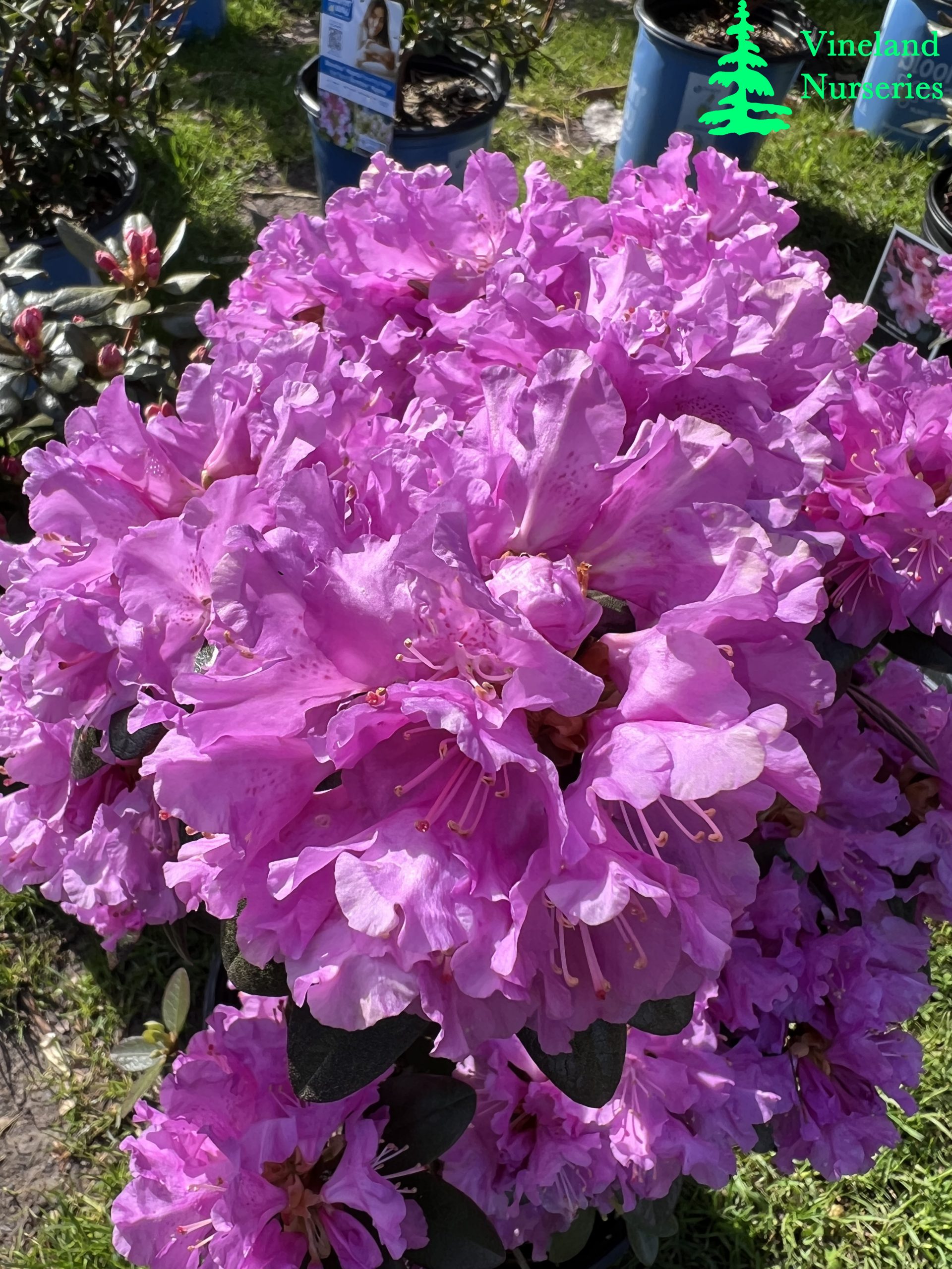 Rhododendron Pjm Elite