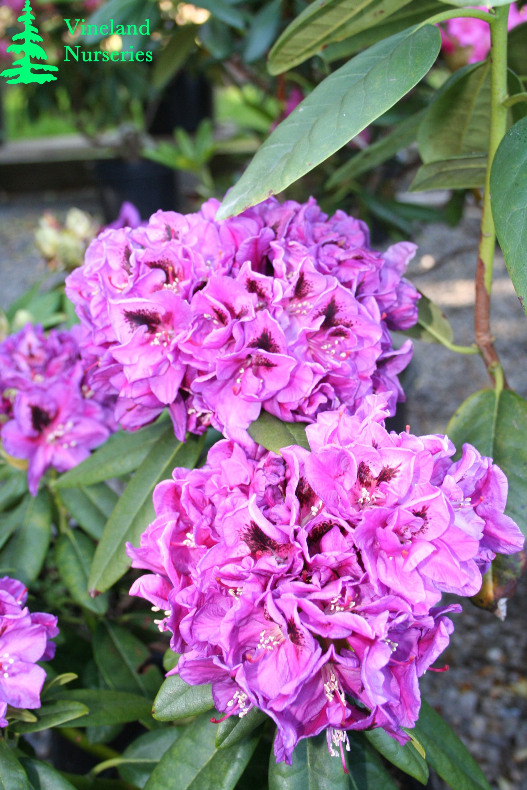 Rhododendron Wojnar's Purple 2
