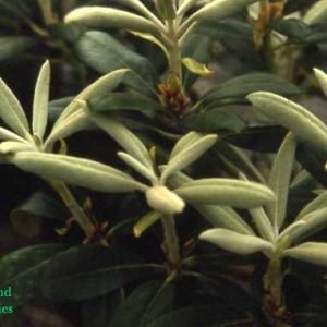 Rhododendron Yaku Princess