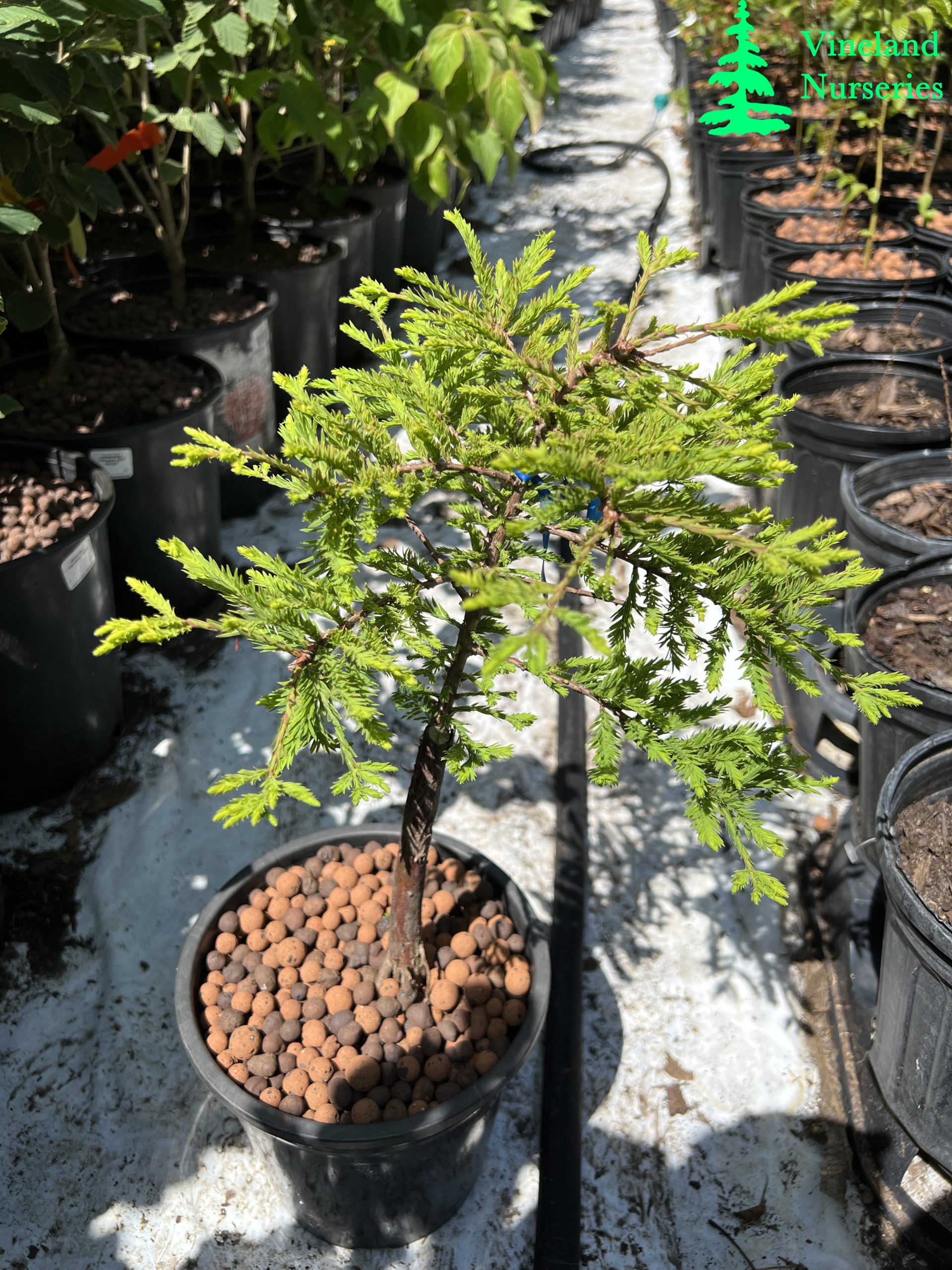 Taxodium Distichum Gee Whiz 1
