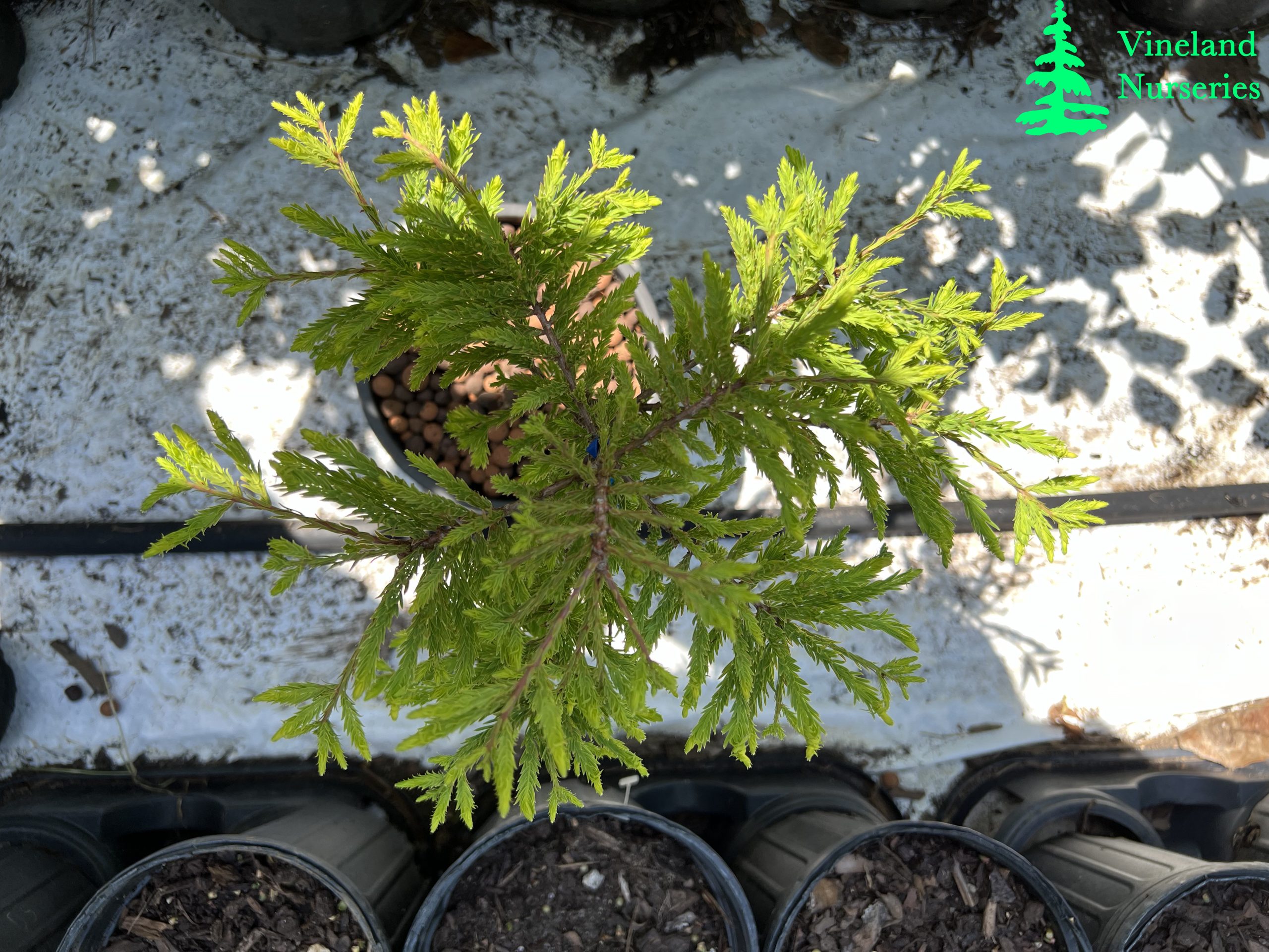 Taxodium Distichum Gee Whiz 2