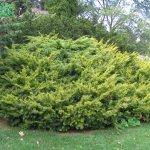 Taxus Cuspidata Aurea