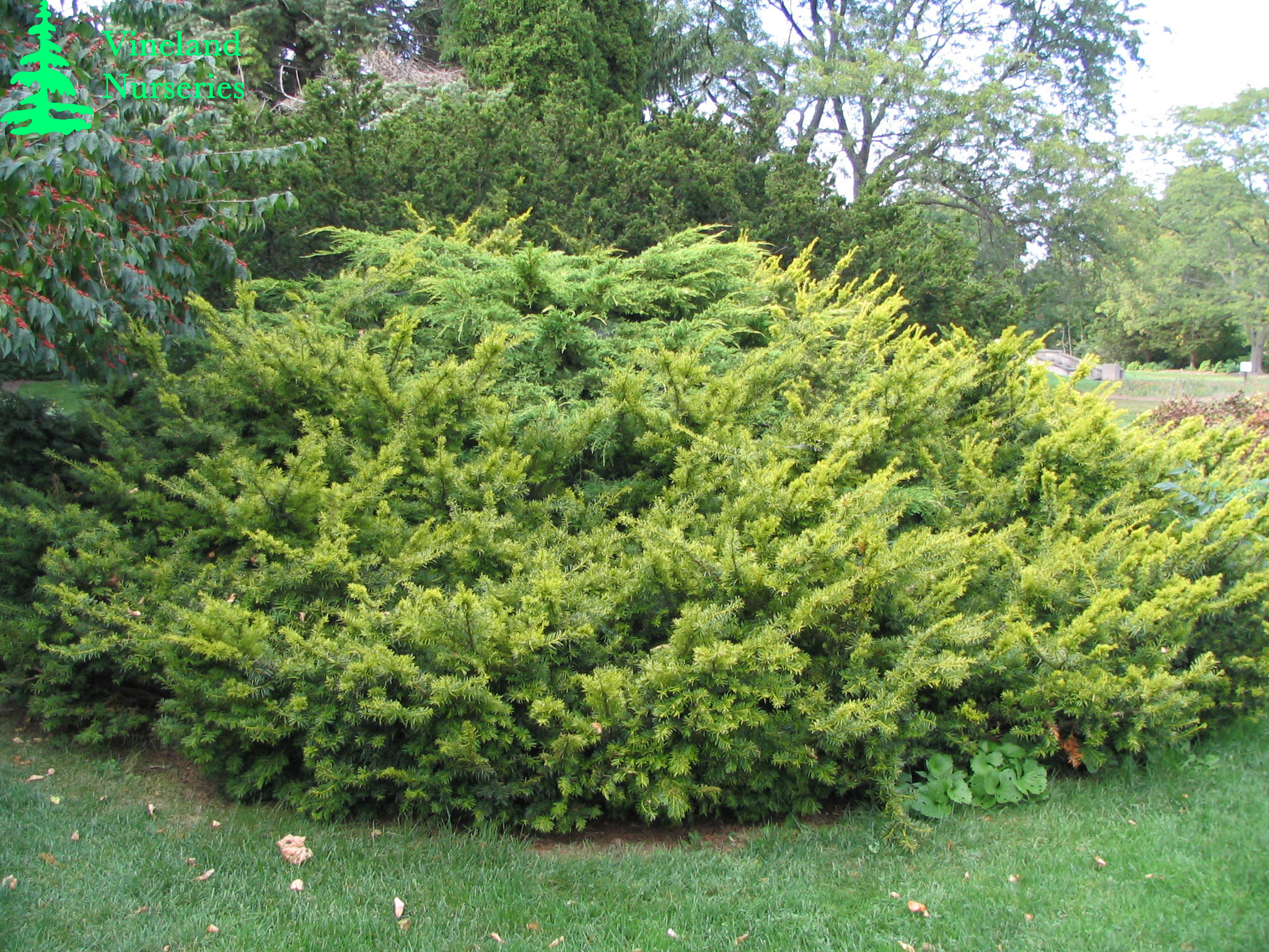 Taxus Cuspidata Aurea