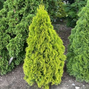 Thuja Occidentalis Highlights