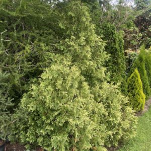 Thuja Occidentalis Sherwood Frost