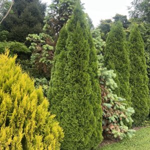 Thuja Occidentalis Smaragd