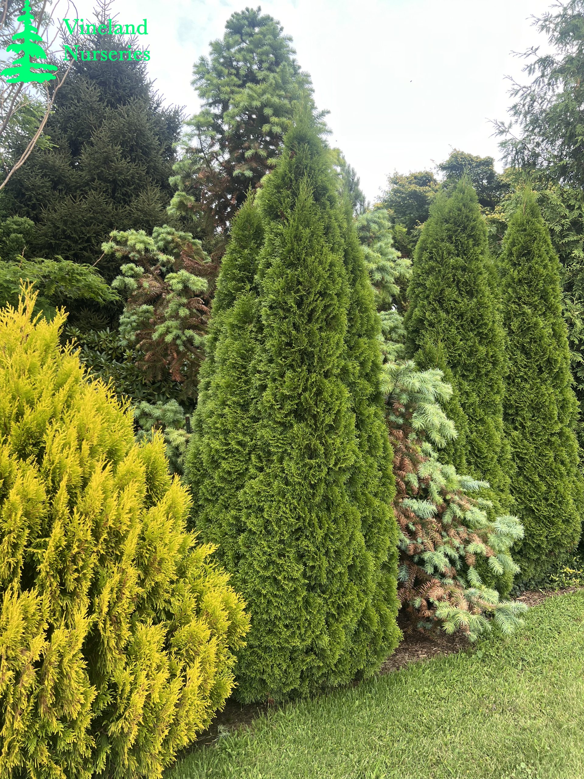 Thuja Occidentalis Smaragd