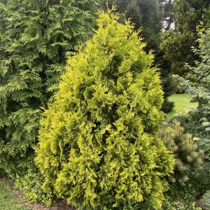 Thuja Occidentalis Yellow Ribbon