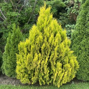 Thuja Plicata 4ever