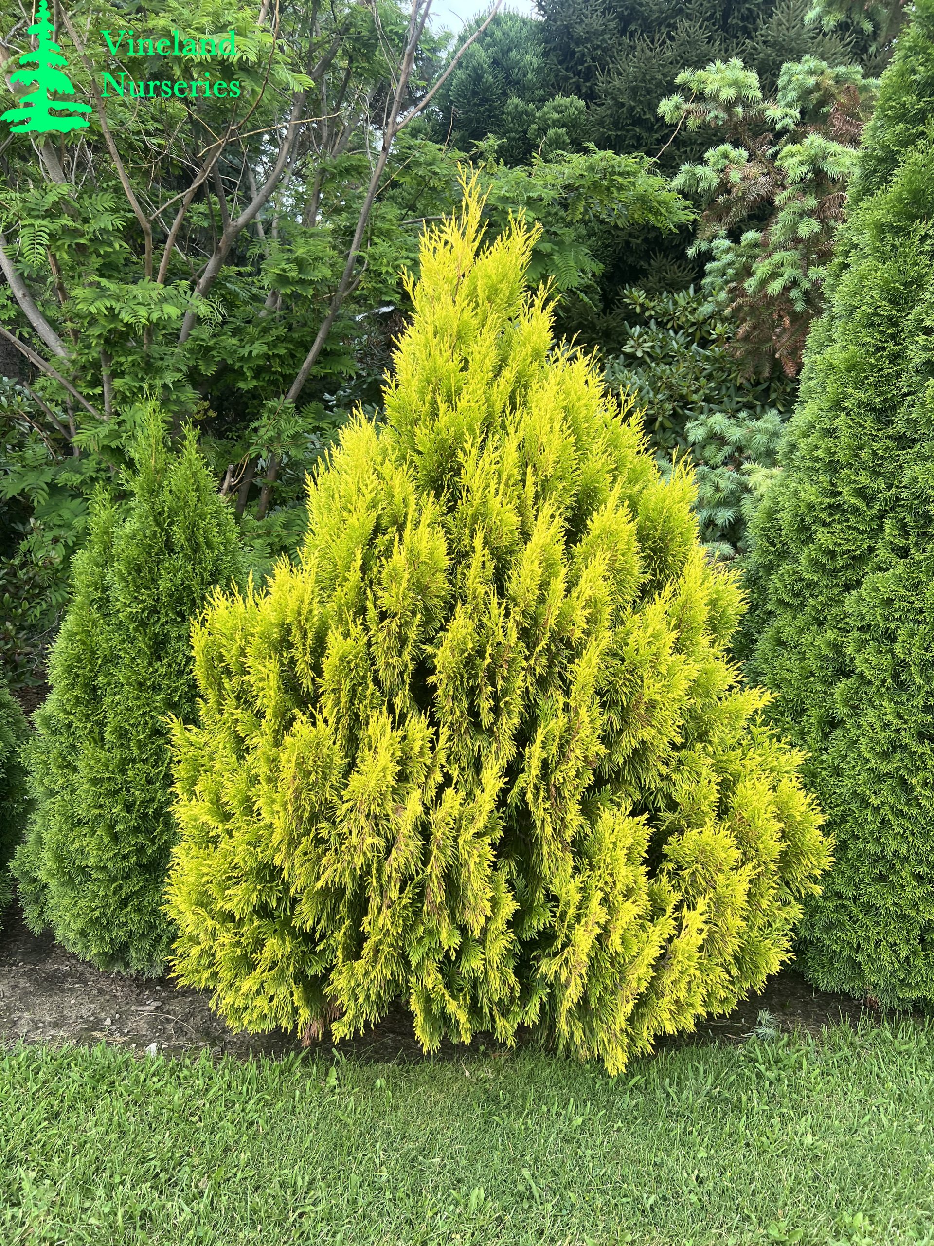 Thuja Plicata 4ever