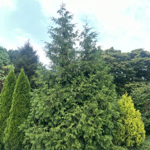 Thuja Plicata X Standishii Green Giant