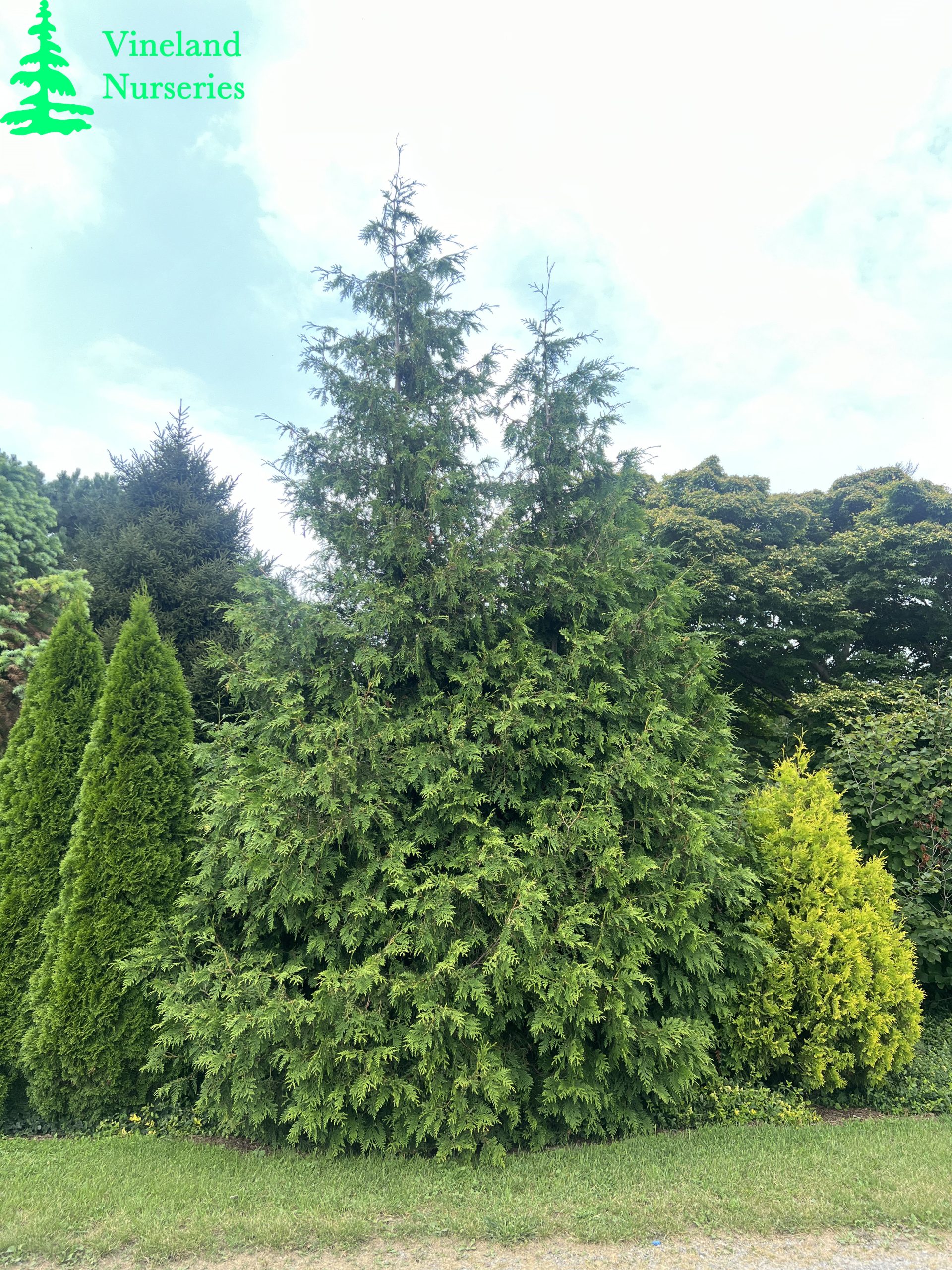 Thuja Plicata X Standishii Green Giant