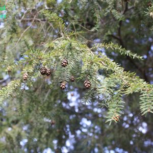 Tsuga Canadensis